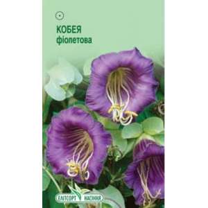 Кобея фіолетова - квіти, 5 насіння, ТМ Елітсорт фото, цiна